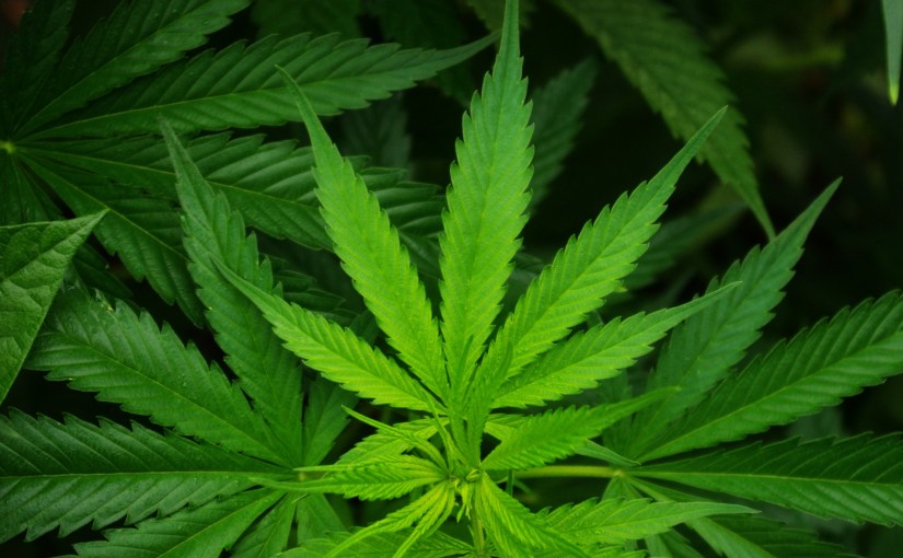 Surprise! that study that said pot shrinks your brain was apparently total&nbsp;crap